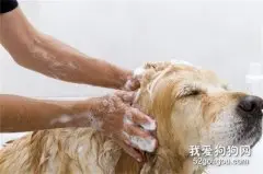 冬天怎么给狗狗洗澡比较好？