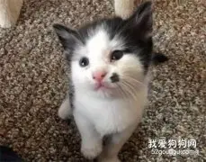 流浪猫一家被收养，只因一只小猫非常引人注目，小猫：我有颗福痣