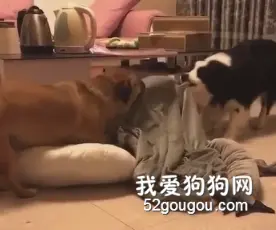 两只合力拆家的狗子，这怎么还拆出节奏来了……