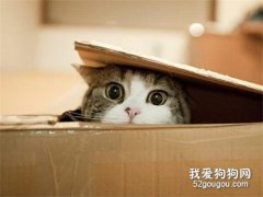 猫咪为什么喜欢纸盒子?猫咪喜欢钻进盒子里的原因
