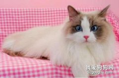 布偶猫品种介绍 布偶猫原产地是哪个国家，你知道吗？