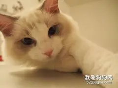 布偶猫的价格多少?