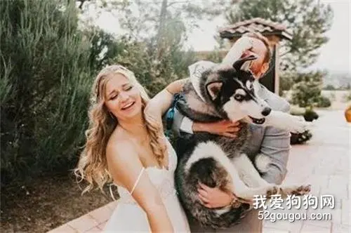 看别人结婚带金毛很浪漫，于是等网友结婚的时候，他带了只二哈！