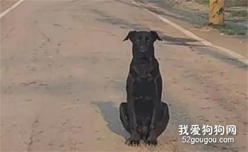 开车偶遇黑狗挡路，网友以为它是背对着，结果下车一看笑喷！