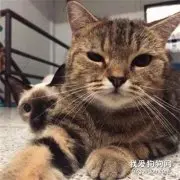 给猫拍照还挺配合的，没想后面的猫不甘心，成功抢镜，好可爱！