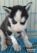 哈士奇肿成一个猪头，主人找不出原因，结果到医院检查后...笑喷了！