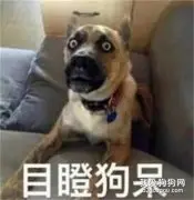 乘客夸出租车司机带狗工作好有爱，司机懵了：我没养狗啊！