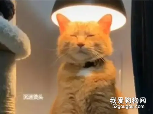 沉迷于“烫头”的猫咪，猫皇：天气冷，怪我咯