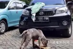 家在路对面，狗狗却住排水沟7年，主人对它不闻不问还踢它
