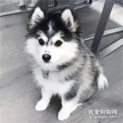 狗狗第一次“爆菊花”，这表情笑喷了.....