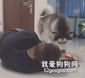 主人假装晕倒，来测试金毛和哈士奇的反应区别……