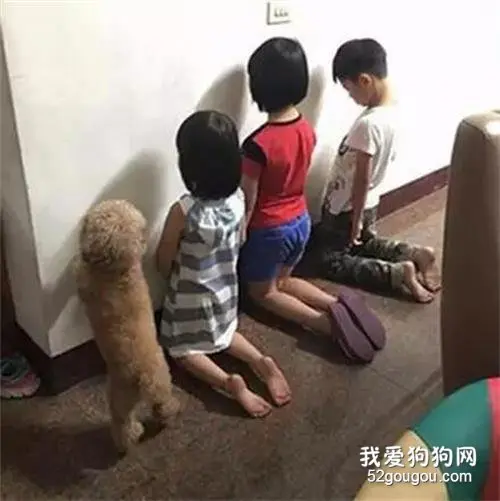 一只重情重义的泰迪，为了小主人，它可以两肋插刀~