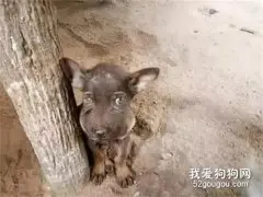 小狗贪玩被蜜蜂蛰，回家后竟然可怜兮兮的求安慰！