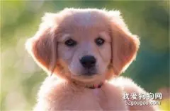 金毛犬吃什么的四大要点