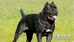 世界十大禁养名狗有哪些？