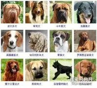 大型犬品种大全 你知道吗？