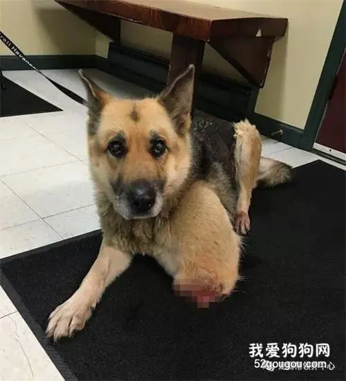 德牧被拴在室外断水断粮，一条腿只剩半截...而医生竟在胃里找到...