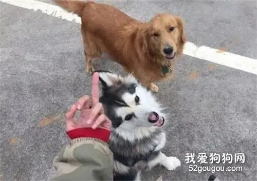 女子鞋子被金毛咬走，她硬生生追了一条街，最后有点哭笑不得！