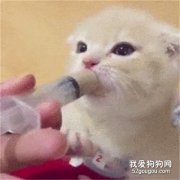 刚出生的猫咪怎么喂奶?