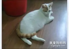 怎么知道猫咪是不是难产 猫产前应做哪些准备预防