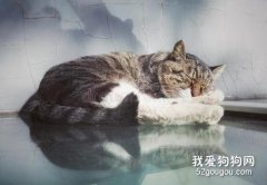猫睡觉要不要关笼子里 其实是“慢性虐猫”
