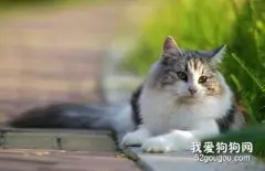 猫咪呕吐是怎么回事 猫咪呕吐的原因有哪些