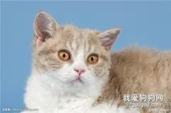 猫咪抽搐是什么情况 常见原因介绍