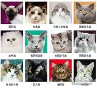 猫品种大全 采用美国CFA标准