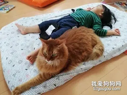 把照片给朋友看时，对方还以为家里养的是狗，但她养的是猫啊！
