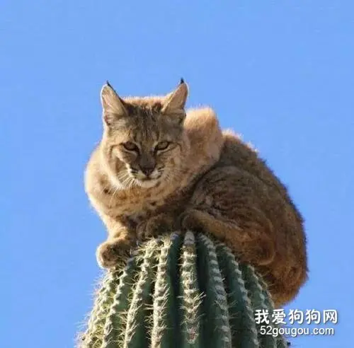 山猫真是一个神奇的物种，有树不爬，非要爬仙人掌，不扎吗？