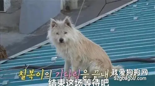 ​狗狗趴屋顶望着妈妈，相认的时候麻麻却不认识它了