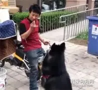 快递小哥每天喂狗子吃火腿,主人：你快跟别人过吧