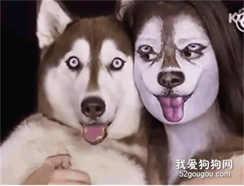 千万别让爱狗的人当设计师，不然……