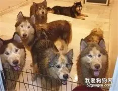 6只雪橇犬集体出逃，揪回来后，主人崩溃了