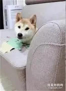 沙发上长出一颗狗头，目睹真相后傻眼了...