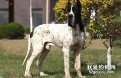 大丹犬耳朵怎么护理 大丹犬耳朵清理方法