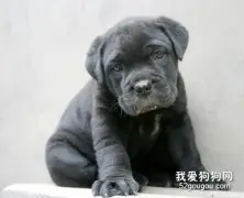 卡斯罗幼犬一天喂几次 卡斯罗幼犬喂养心得