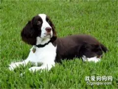 史宾格犬一天喂几次 史宾格犬每天喂养注意事项