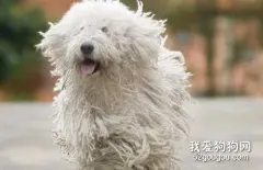 可蒙犬怎么养 可蒙犬饲养注意事项