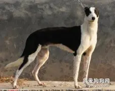 格力犬狗粮怎么自制 格力犬自制狗粮方法