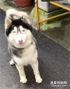 网友喂了一只流浪猫，第二天门口就看到这一幕，让她好怕怕！主人送二哈去洗澡，没想到回来竟变成一只纯白狗，被调包了！