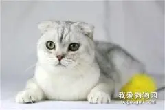 苏格兰折耳猫好养吗 折耳猫折耳是有缺陷吗?