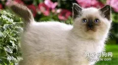 巴厘猫肠炎吃什么药 巴厘猫肠炎用药介绍