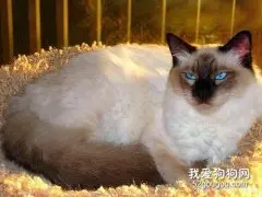 巴厘猫脱水怎么办 巴厘猫脱水解决办法