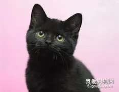 孟买猫便秘吃什么 孟买猫便秘饮食推荐