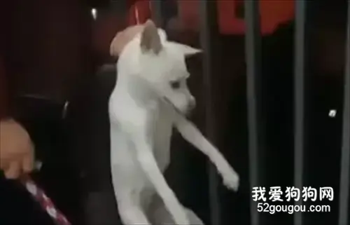 学校宿管4楼高空扔狗！校园流浪狗问题就只能靠暴力扑杀来解决吗？