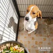 网友准备喂狗狗时，无意中发现了，它的一个秘密身份！