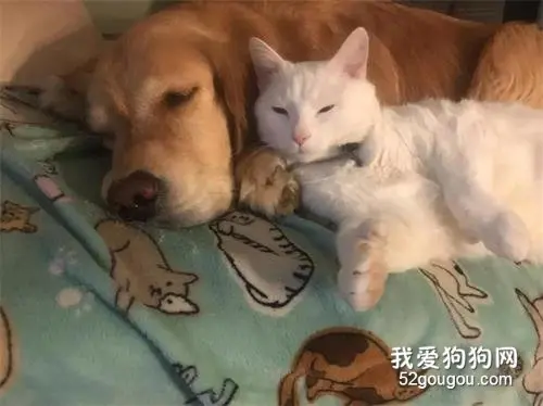 耳聋多趾的小奶猫被遗弃，大金毛不仅霸气领养，还把它给宠上了天！