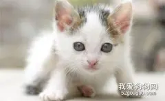 挑选猫咪前要先了解哪些事情?