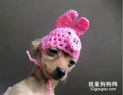 网友妈妈怕狗子冷，就给它织了一个帽子，狗子满脸都写着高兴呢！
